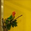 Inséparable de Fischer mutation panaché, agapornis fischeri, exposition oiseaux exotique 2017, coo oberhoffen haguenau grand est alsace
