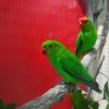 Inséparable d'Abyssinie, agapornis taranta, exposition oiseaux exotique 2017, coo oberhoffen haguenau grand est alsace