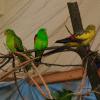 Perruche de barradand, Polytelis swainsonii, exposition oiseaux exotique 2017, coo oberhoffen haguenau grand est alsace