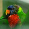 Lori fringillaire, Vini australis, exposition oiseaux exotique 2017, coo oberhoffen haguenau grand est alsace